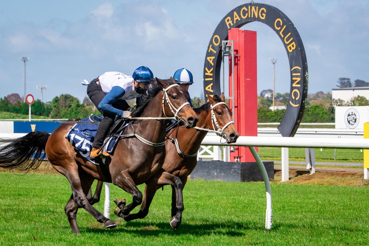 NZB’s Ready to Run Sale is the only 2YO auction in the Southern Hemisphere that conducts its Breeze Ups solely on a turf surface, a favoured preference amongst buyers. The 2022 Breeze Ups will take place on 3 &amp; 4 October at <a href="/TeRapaRacing/">Waikato Thoroughbred Racing</a> from 10AM.🌱

📰: bit.ly/3ULfngs