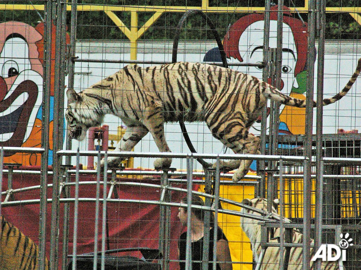 AnimalDefenders's tweet photo. MYTH: ‘Circus animals are trained with kindness &amp; reward’. Circus animals perform through fear, not enjoyment, &amp; are routinely subjected to brutal training methods &amp; violence. Tools of the trade include whips, shovels, bull hooks, &amp; electric shock devices. #StopCircusSuffering https://t.co/sNcZFybrFP