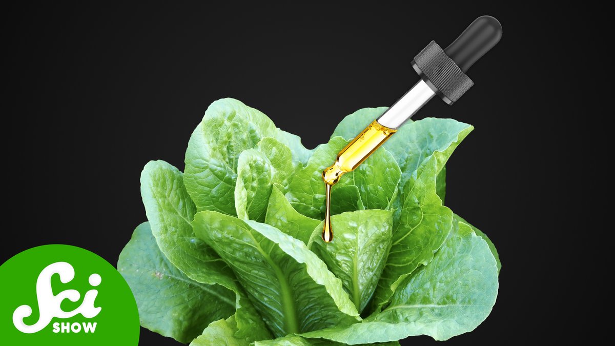 The formula for photosynthesis is pretty basic: water, carbon dioxide, and light. But how do we adapt when one of those things is taken away? youtu.be/zZrmp5xNcuY