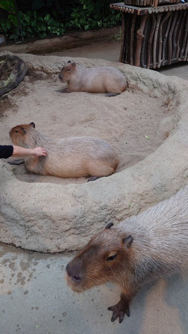 昨日は神戸どうぶつ王国にいってきた。
前行ったときと結構変わってた。
わりと大雨だったから、カワウソコーナーとかいけなかったのが残念 