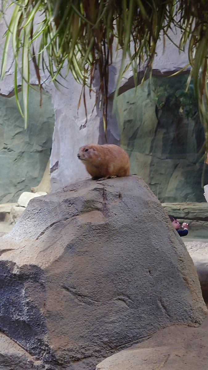 昨日は神戸どうぶつ王国にいってきた。
前行ったときと結構変わってた。
わりと大雨だったから、カワウソコーナーとかいけなかったのが残念 