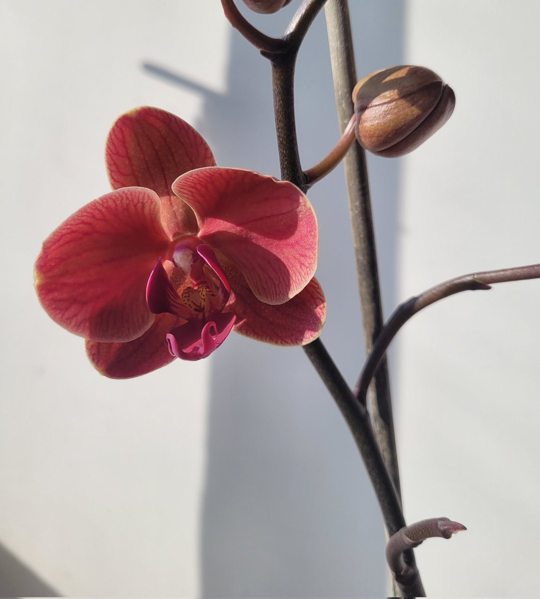 Mi regalo ya floreció 😍 @FlowersofCol #floresdecolombia #orchid