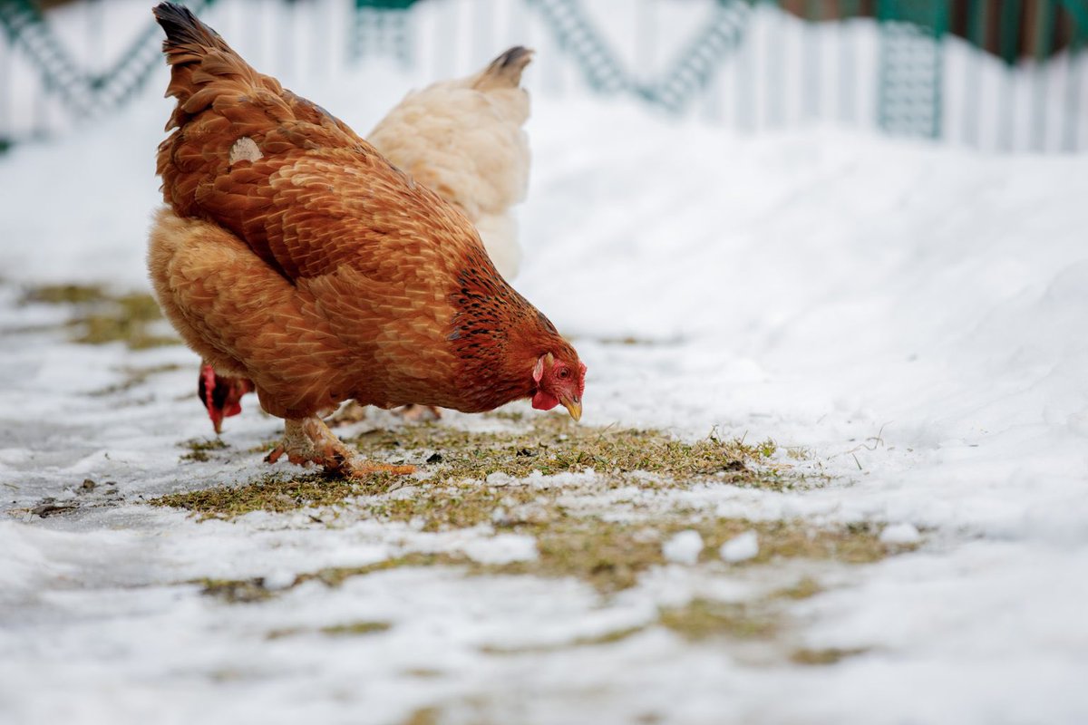HealthyChickens's tweet photo. Being ready early is a great feeling! Check out these tips for preparing your birds + coop for the colder weather. 

https://t.co/3PDSgaVJl5

#raisingchickens #backyardchickens #chickencoops https://t.co/YhAX7Vc1tR