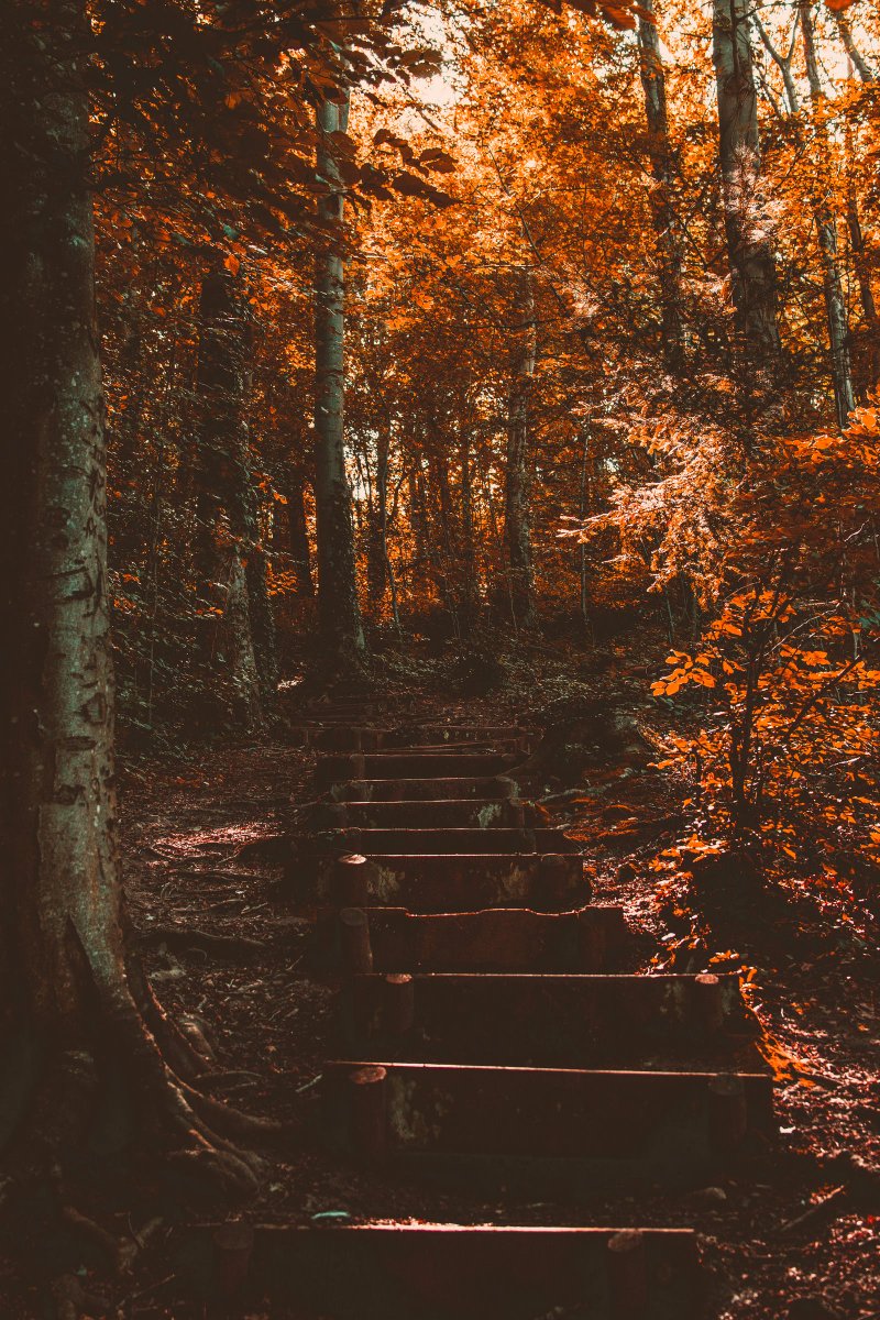Edit74274819's tweet photo. Into wood...🍂🪹🍄🍁 https://t.co/bc0mY265lA