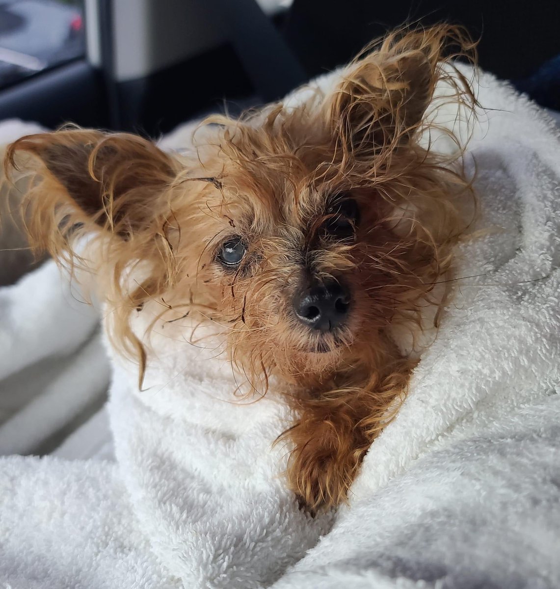 100+ Abandoned Dogs tweet media