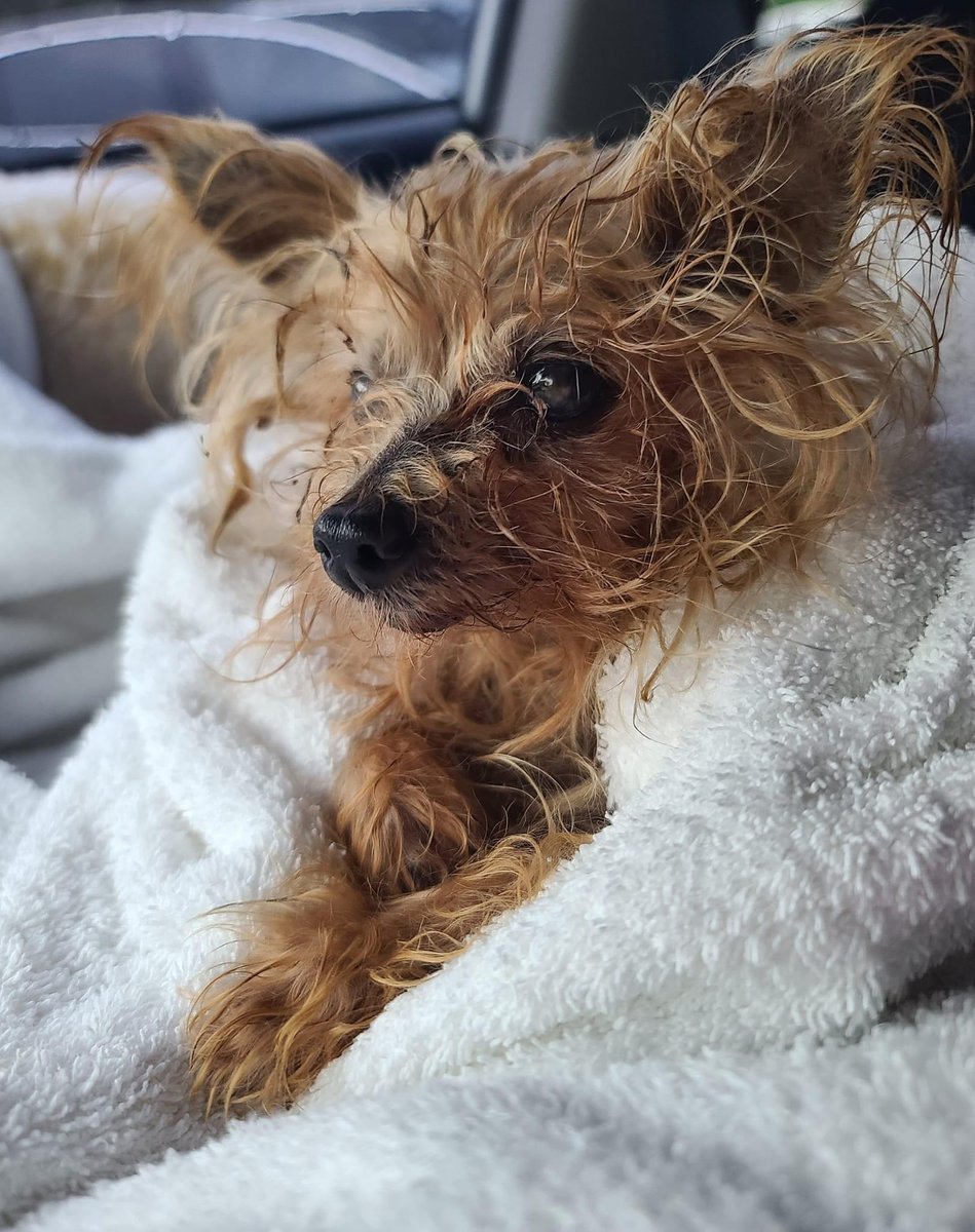 100+ Abandoned Dogs tweet media