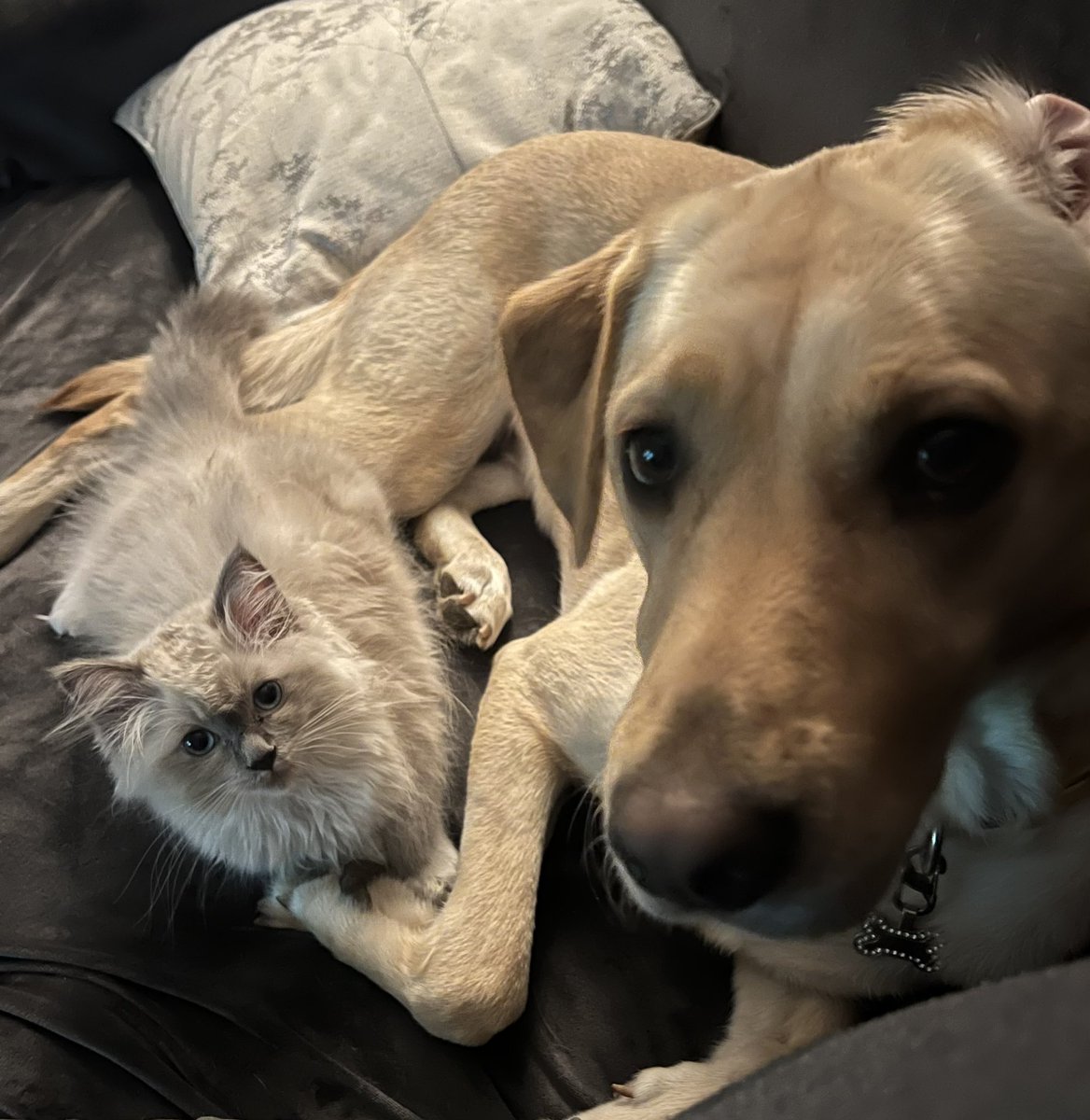 LizzieRagdoll's tweet photo. Me and @Labrador_Molly chilling on the sofa ❤️ https://t.co/NA9cggSzHg
