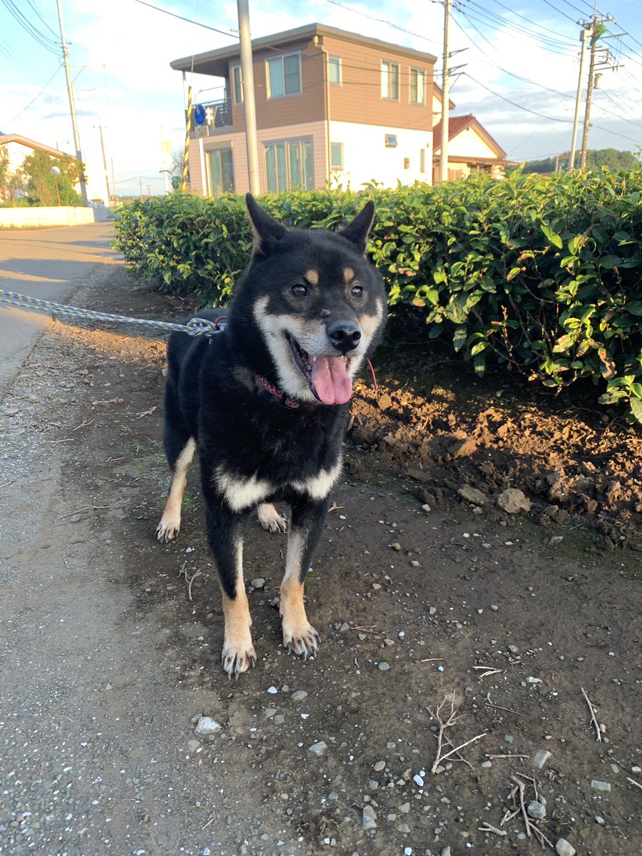 Lionslove0528's tweet photo. 所沢市牛沼で迷い犬です！
何か情報があればコメントお願いします！
黒色の雑種　成犬　人懐っこいです！

拡散お願いします🤲

#迷い犬　#所沢市牛沼 https://t.co/WUFjCrh0tr