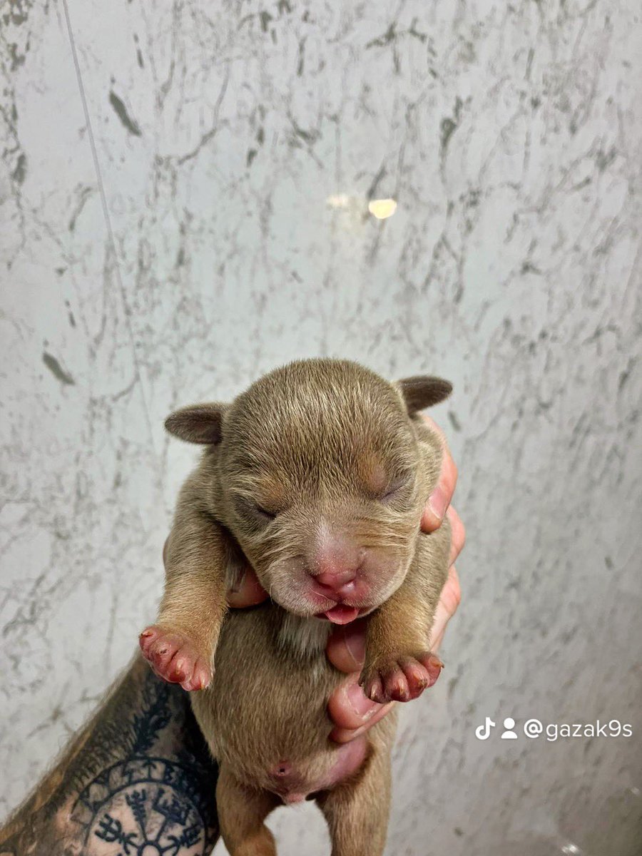 cryptoc4mby's tweet photo. This fella was born today. His name is Giggs jnr #pocketbully #dogsoftwitter #dogs #dogsofmandox @DogsOfMandoX #mandox #mandoxfamily https://t.co/otjPYbS7dP