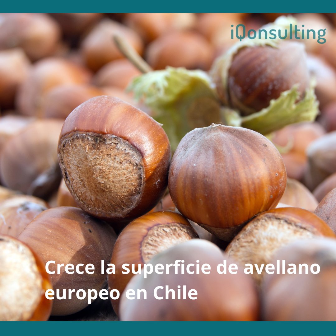 Según los registros de #Odepa, entre los años 2016 y 2019, los avellanos europeos pasaron de abarcar 13 mil hectáreas a más 24 mil, significando un aumento del 87% en la plantación a nivel nacional, concentrada en la zona centro sur de #Chile.