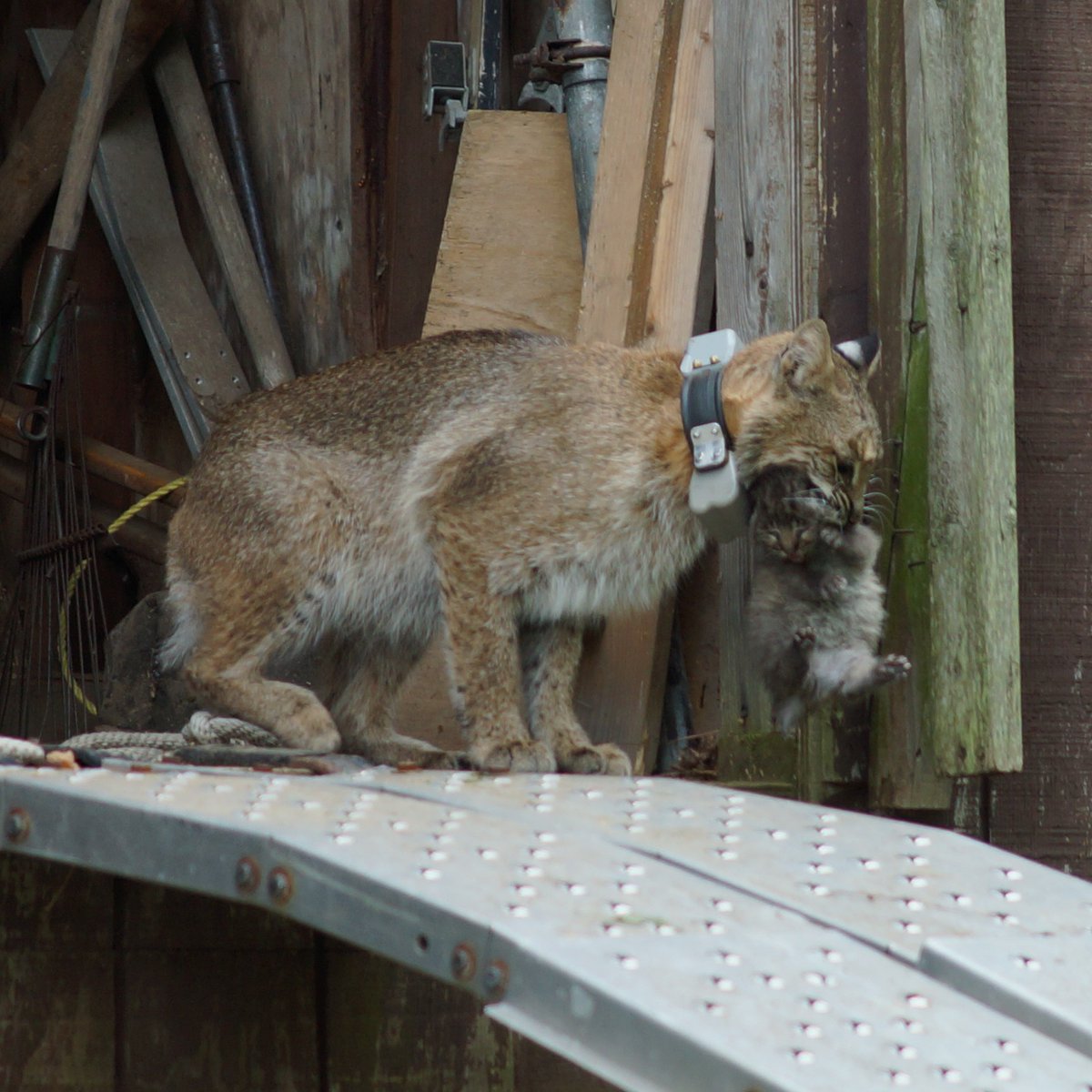 Please RT. I'm recruiting a PhD student who will study mammals and their relationships to prey species. The student will work with a range of data types including stable isotope data, data from GPS collars, and image processing of video. Email by Oct 15
tracyrittenhouse.weebly.com/join-the-lab.h…