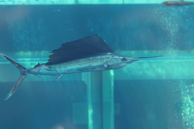 水族館 バショウカジキ 超貴重な機会 アクアマリンふくしまで展示スタート 子供遊び 学びデビューhack 研究所 幼児 小学生 中学生と楽しむ