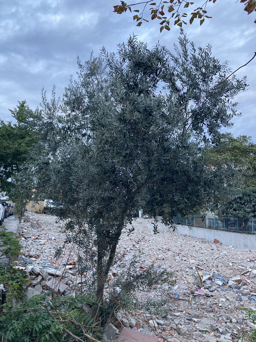 gulluridvan's tweet photo. Sevgili @FatihBelediye’si geçtiğimiz hafta karşı sokağımızda yıkılan apartmanın bahçesinde çok güzel bir zeytin ağacı olduğunu fark ettim. Bu güzellik yeni inşaat sırasında yok olup gitmesin, ziyan olmasın. Lütfen taşınmasına yardımcı olun. Bence Topkapı parkımıza çok yakışır 🙄 https://t.co/Vo1PWUQ8nS