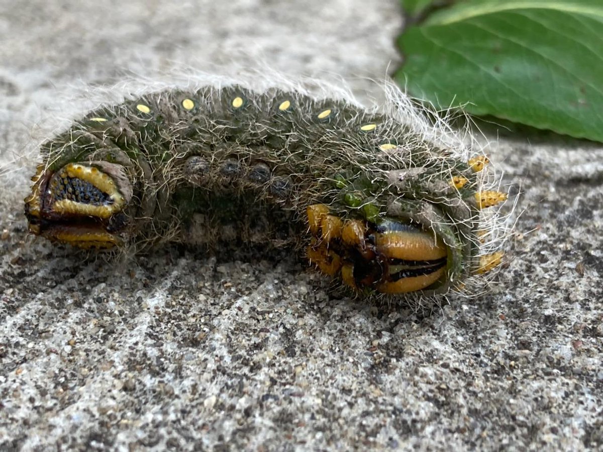 MikeKellyUng's tweet photo. @PSU_Entomology Hi there - Is this an emperor moth? https://t.co/zepeENDIxF