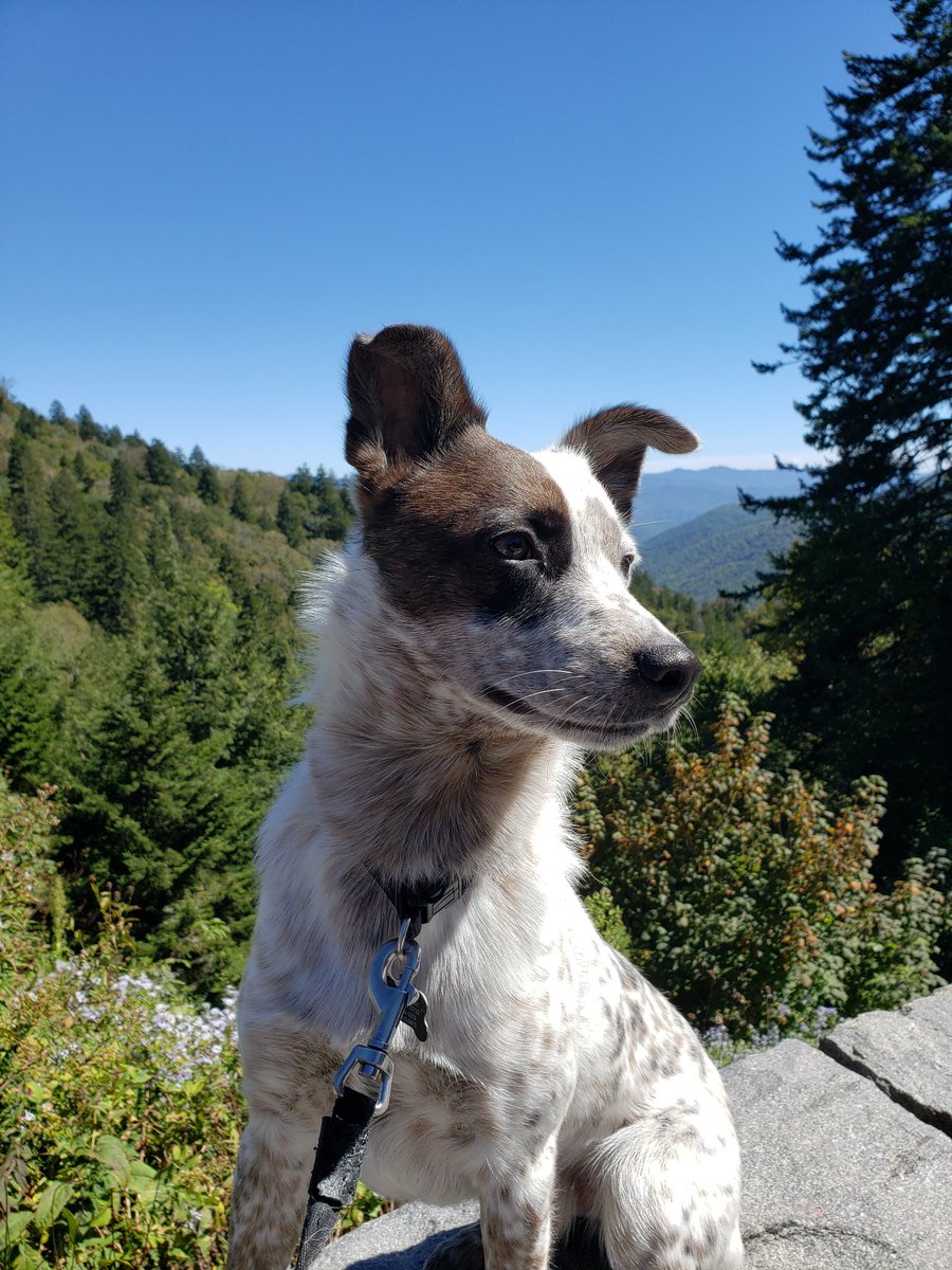 TraciBeck10's tweet photo. Mom and I went for a drive thru the Great Smoky Mountains today and New Found Gap was beautiful!
#naturelovers 
#newfoundgap 
#nature 
#mountains https://t.co/TUBUFRVs5z