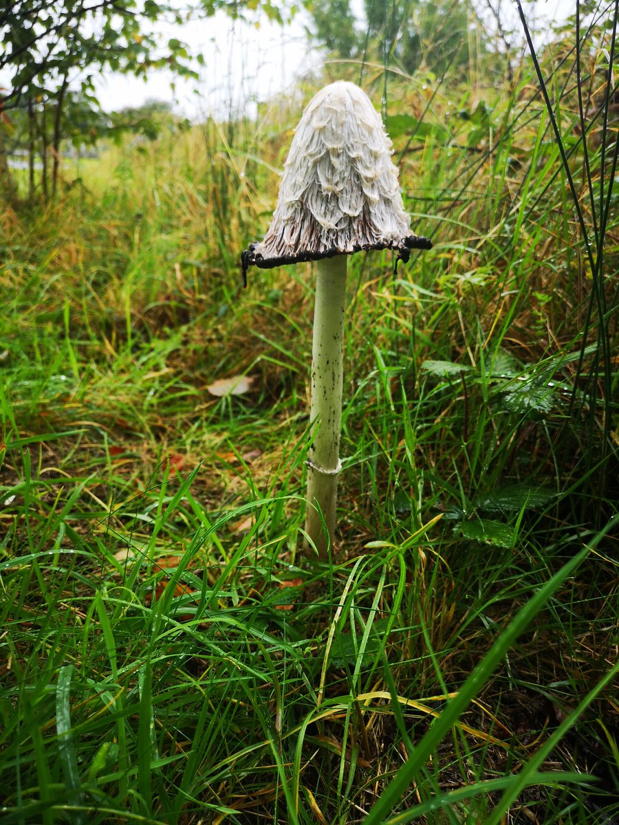 rmythen's tweet image. Found massive mushroom, what is it? #mushrooms #Mushroom