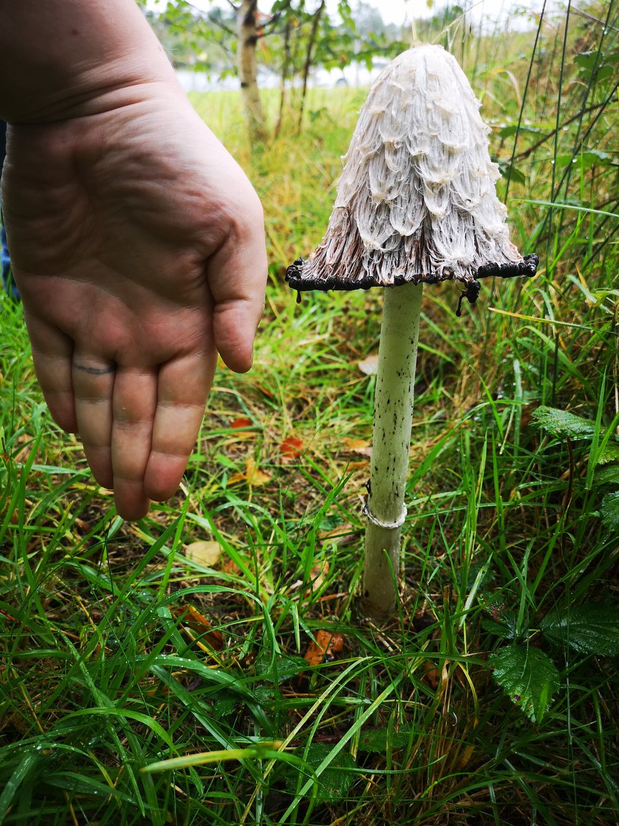rmythen's tweet image. Found massive mushroom, what is it? #mushrooms #Mushroom