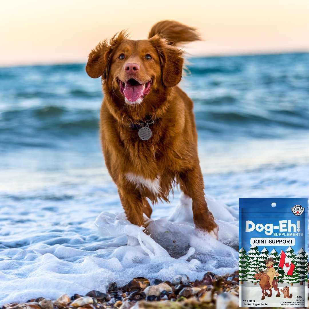 DogEhOfficial's tweet photo. Are you being proactive with your dog's joints? Find out more https://t.co/AT3GTikhra
#dogjoints #dogjointhealth #dogjointsupport #doghealth #agingdogs #seniordogsrock #doghealthtips #doghealthy #dogsupplements #dogsupplement #dogsupplies #dogeh #dogehjointsupport https://t.co/wg1MVjCygq