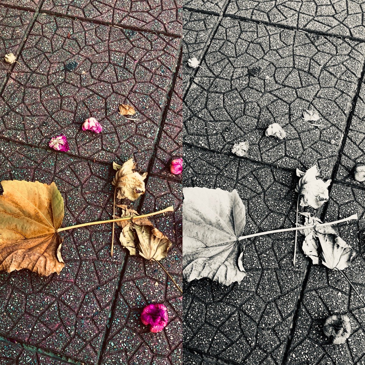nanaexxx1207's tweet photo. #AUTMUN

withered flowers and leaves https://t.co/eAbn9nkoK9