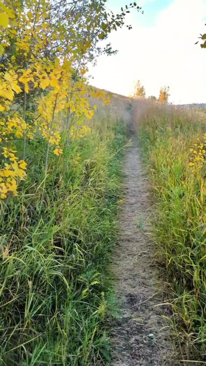 playoutsidegal's tweet photo. ๐ Love this time of year when the leaves turn. ๐ When I can't get to the mountains, all I need are dirt trails and trees.
#findmeoutside #playoutside #fall #fallvibes #autumnleaves #fallcolors #yycwalks #takeawalk #yycliving https://t.co/IDjxoRGrqh https://t.co/fzCDwsZxVV