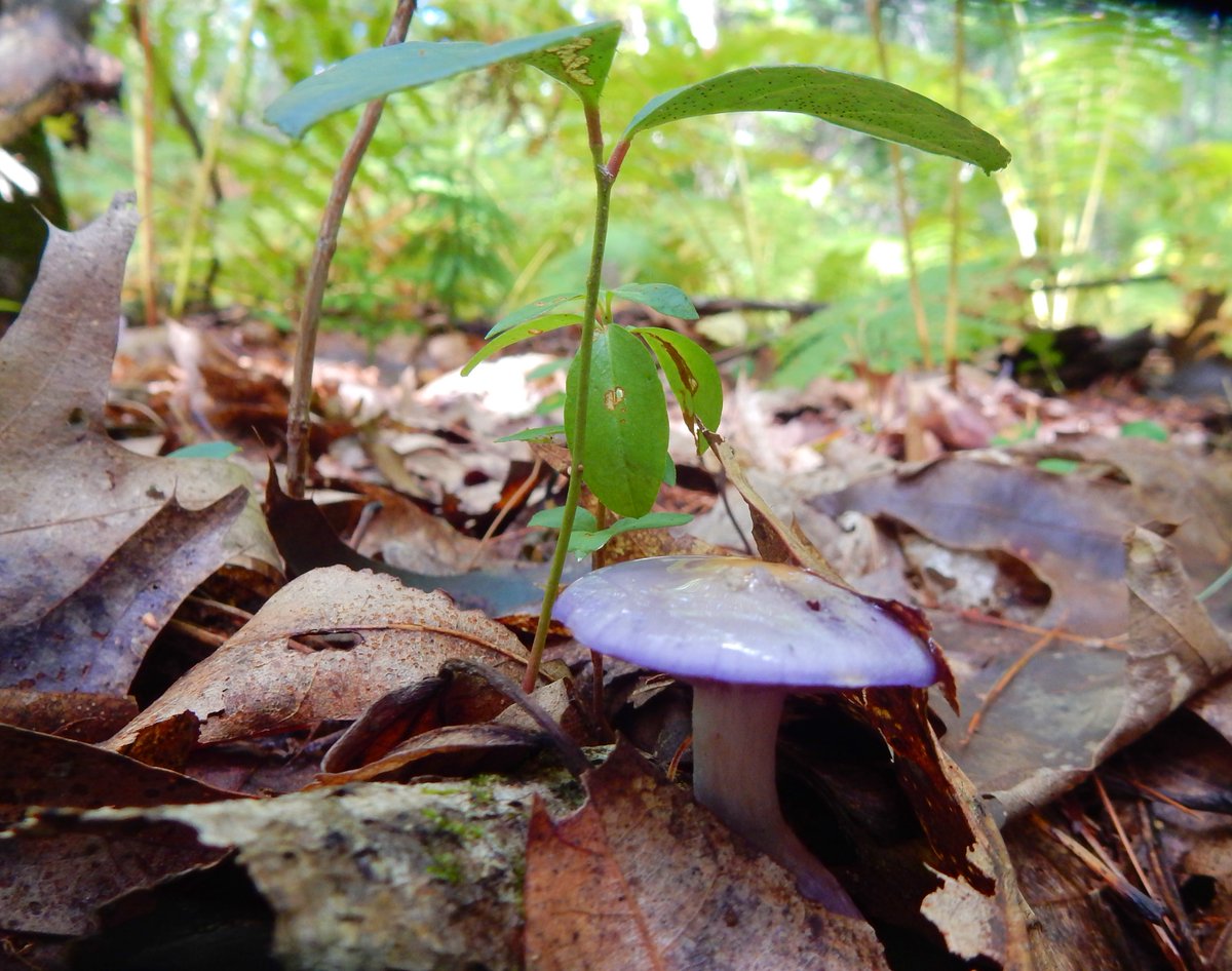 DaleKenney's tweet photo. A Viscid Violet Cort and Bleeding Fairy Helmets that have just now made their appearance. It's a great time to be walking in the woods.#Mushrooms #NaturePhotograhpy #mushroomTwitter https://t.co/70dZnD9dB9