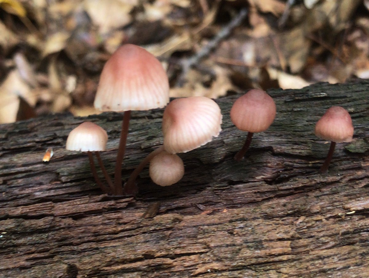 A Viscid Violet Cort and Bleeding Fairy Helmets that have just now made their appearance. It's a great time to be walking in the woods.#Mushrooms #NaturePhotograhpy #mushroomTwitter