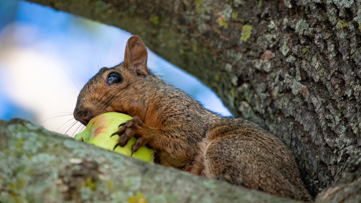 Campus squirrels are the apple-solute best. 🍎🐿 #UWSP