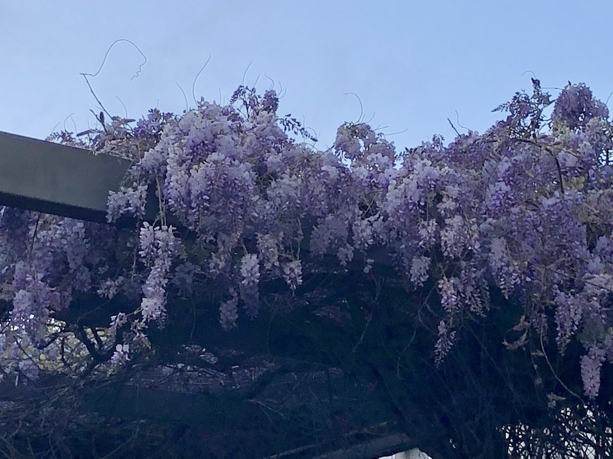 BronFredericks's tweet photo. I saw this glorious wisteria this morning when walking in #Tandarnya (#Adelaide) on the lands of the Kaurna Nation. Iโm looking forward to being at #WIPCE2022 today & at the same time disappointed Iโll be missing not being at the #IRNetShowcase. Have a great day everyone! ๐๐ฝ๐๐ https://t.co/J7js4bDd9d