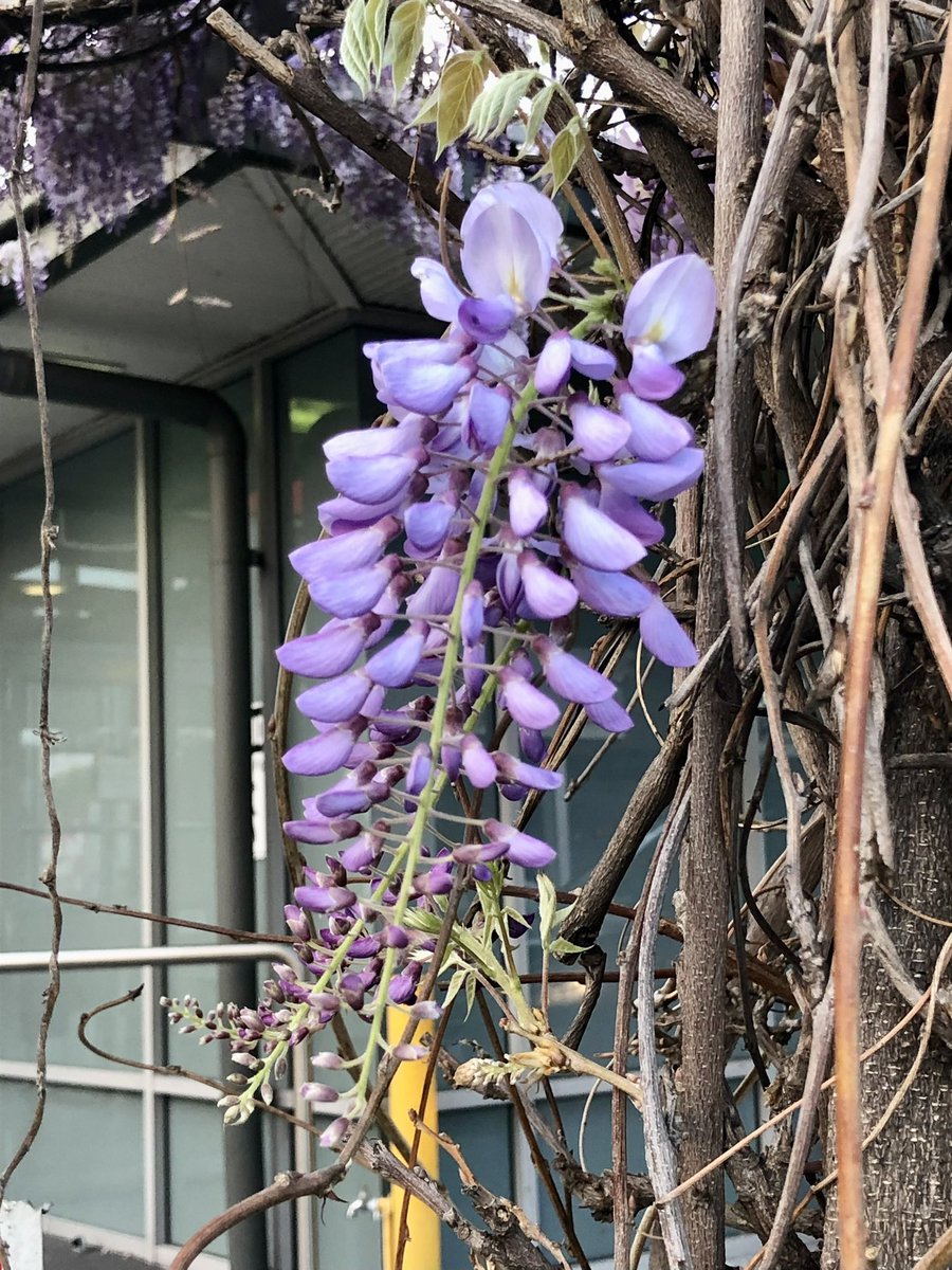BronFredericks's tweet photo. I saw this glorious wisteria this morning when walking in #Tandarnya (#Adelaide) on the lands of the Kaurna Nation. Iโm looking forward to being at #WIPCE2022 today & at the same time disappointed Iโll be missing not being at the #IRNetShowcase. Have a great day everyone! ๐๐ฝ๐๐ https://t.co/J7js4bDd9d