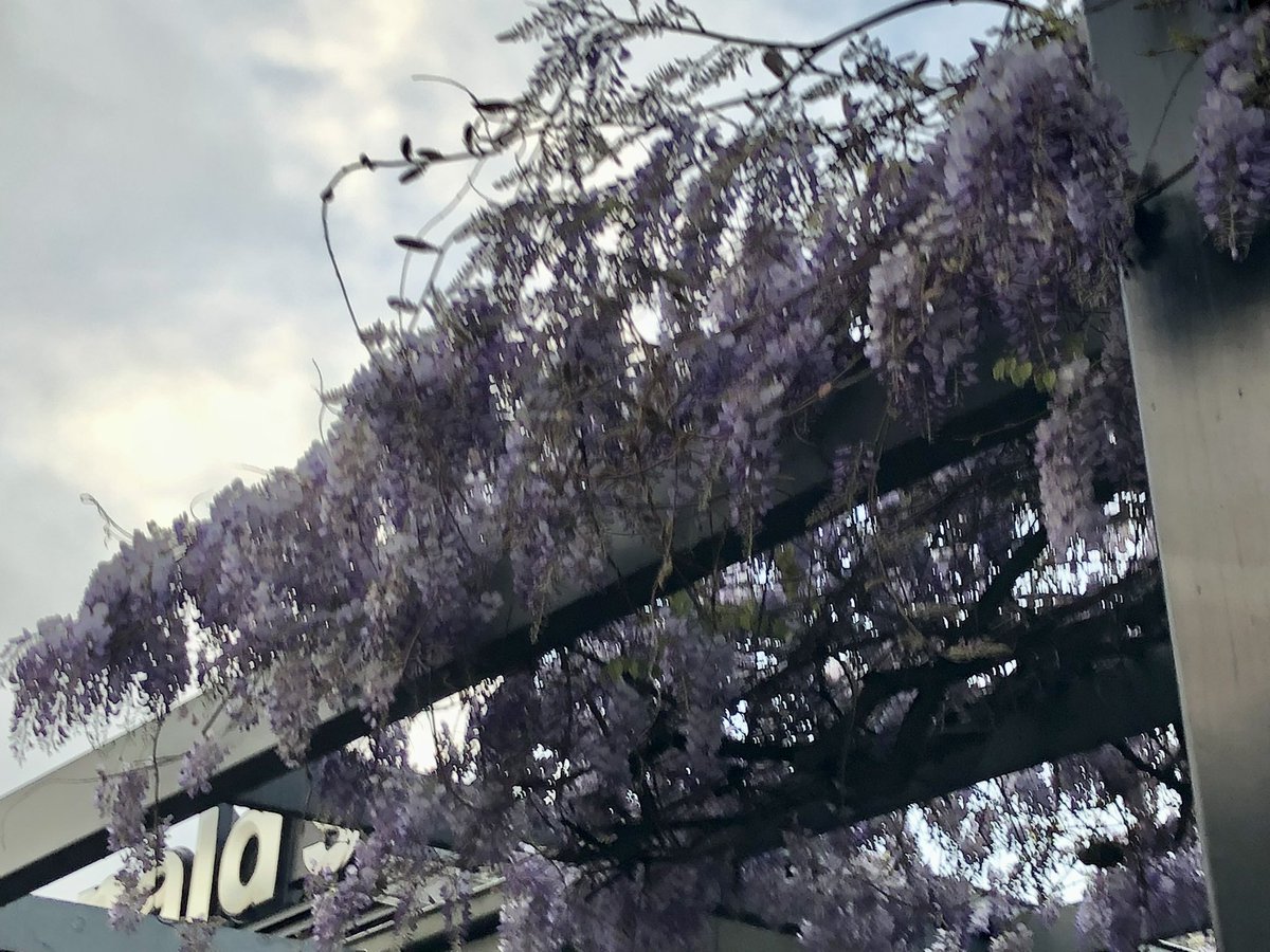 BronFredericks's tweet photo. I saw this glorious wisteria this morning when walking in #Tandarnya (#Adelaide) on the lands of the Kaurna Nation. Iโm looking forward to being at #WIPCE2022 today & at the same time disappointed Iโll be missing not being at the #IRNetShowcase. Have a great day everyone! ๐๐ฝ๐๐ https://t.co/J7js4bDd9d