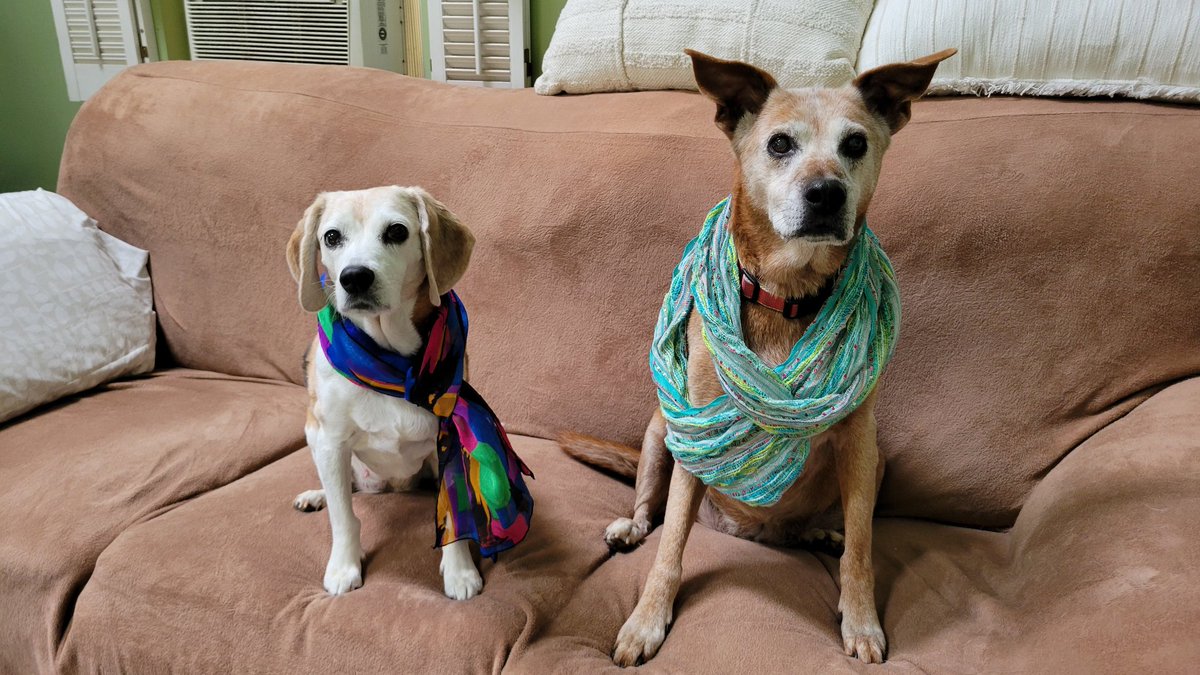 Sweetie &amp; Gracie celebrating #NationalScarfDay 
Who says dogs are colorblind?