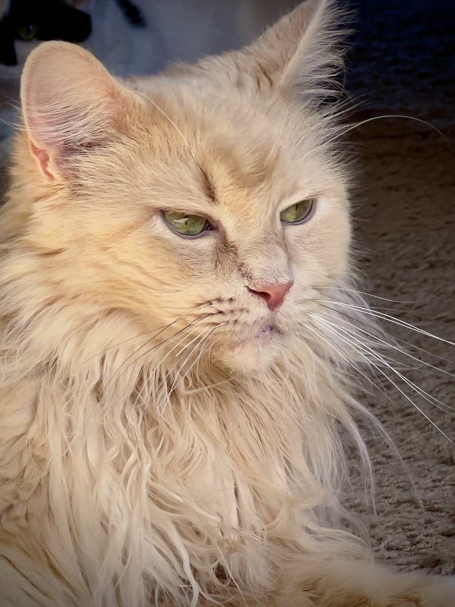 Someone thought it would be a good idea to keep yelling and waking me up all night… Going to take the night off from streaming and ideally be able to get some sleep for tomorrow.