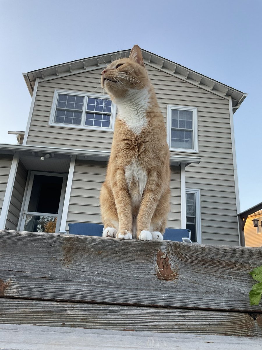 AnnMarie419's tweet photo. Surveying his kingdom.
#KingCarter https://t.co/JEbjB3TaBw