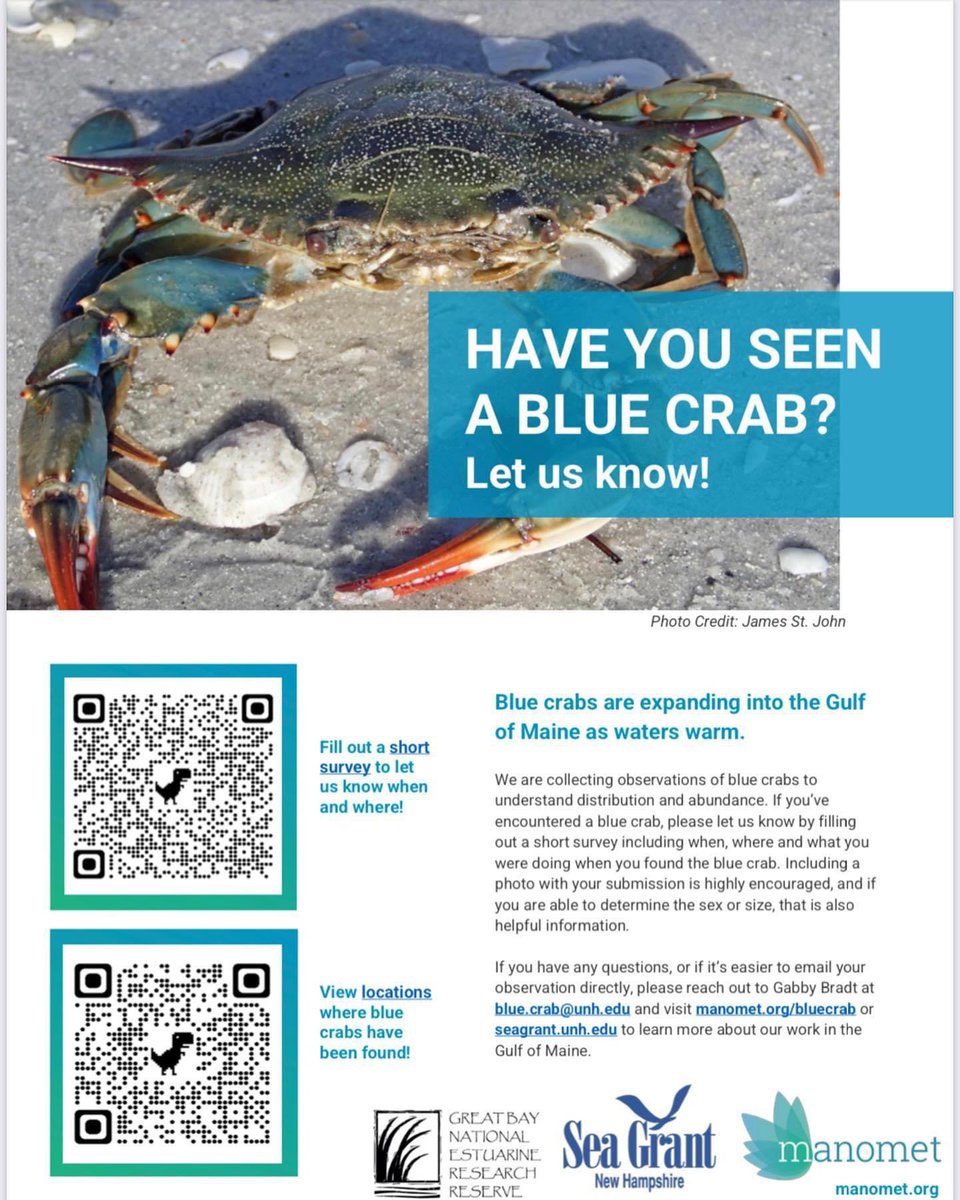 marney_pratt's tweet photo. If you see a blue crab in the Gulf of Maine (north of Cape Cod) please report it using the QR codes below or going directly to https://t.co/O9Y4VJnIOW https://t.co/nJyLOnChwv