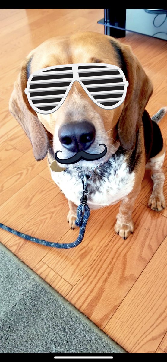 BeagleJ28's tweet photo. Having blown up on Twitter recently, I now need to go out in public in disguise. Signed, not @BeagleJ28 https://t.co/DU1ZIIlCmE