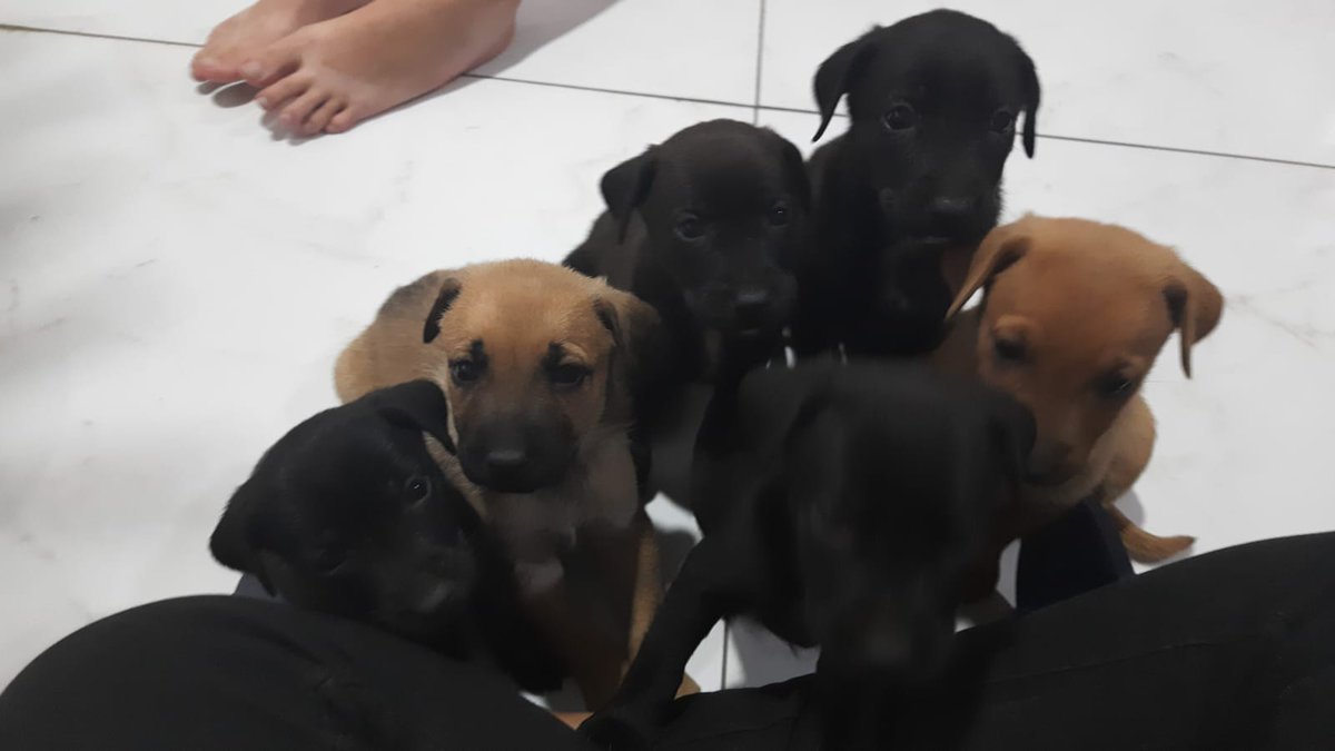 ProjetoPositivo's tweet photo. Temos 7 lindos filhotes em busca de um lar. Eles estão em São Gonçalo/RJ. Realizamos a entrega no RJ.

Nos ajude a mudar a vida de pessoas e animais.

Colabore: https://t.co/qeIPgXgUbb

Nos siga nas redes sociais. Links disponíveis no nosso site. https://t.co/Ulg7UegGlz