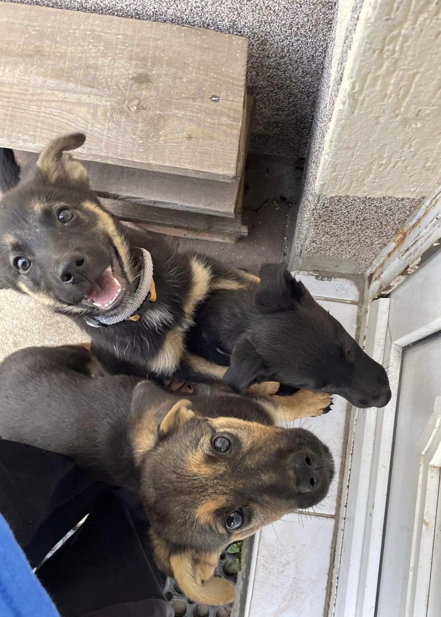 niespokojne's tweet image. proszę o rt!! PILNIE potrzeba ciepłego kochającego domku dla pięciu psiaków (więcej informacji dm). moja mama uratowała je z fundacją, ale są już coraz starsze a chętnych na adopcje brak. są zaszczepione, z wyprawką, grzeczne, umieją siad, chowane z dużymi psami, lubią wodę. są+