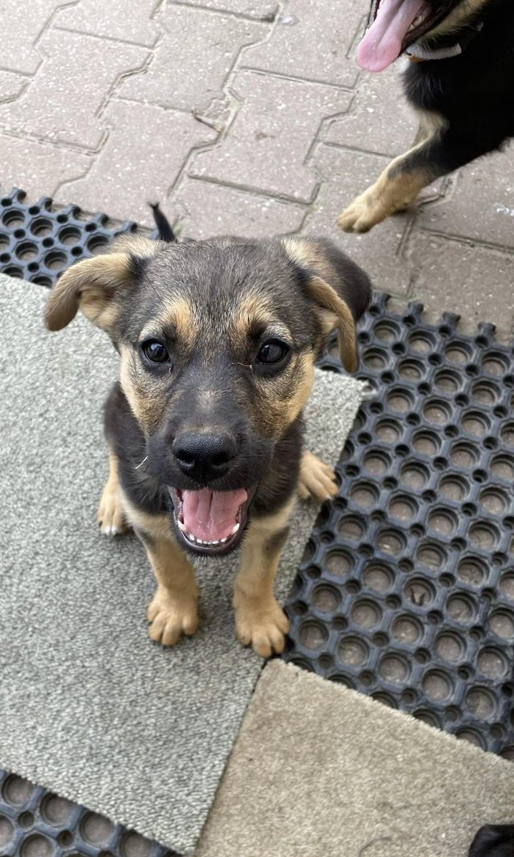 niespokojne's tweet image. proszę o rt!! PILNIE potrzeba ciepłego kochającego domku dla pięciu psiaków (więcej informacji dm). moja mama uratowała je z fundacją, ale są już coraz starsze a chętnych na adopcje brak. są zaszczepione, z wyprawką, grzeczne, umieją siad, chowane z dużymi psami, lubią wodę. są+