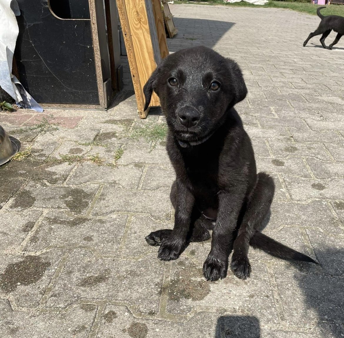 niespokojne's tweet image. proszę o rt!! PILNIE potrzeba ciepłego kochającego domku dla pięciu psiaków (więcej informacji dm). moja mama uratowała je z fundacją, ale są już coraz starsze a chętnych na adopcje brak. są zaszczepione, z wyprawką, grzeczne, umieją siad, chowane z dużymi psami, lubią wodę. są+
