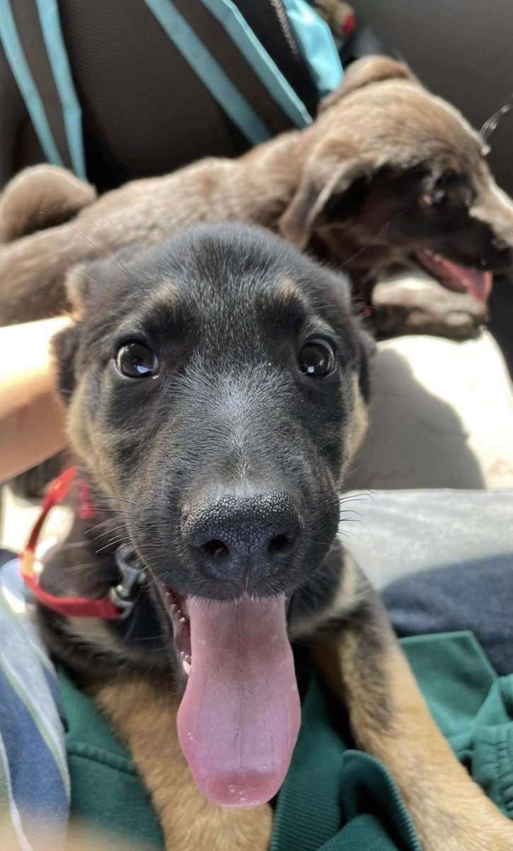 niespokojne's tweet image. proszę o rt!! PILNIE potrzeba ciepłego kochającego domku dla pięciu psiaków (więcej informacji dm). moja mama uratowała je z fundacją, ale są już coraz starsze a chętnych na adopcje brak. są zaszczepione, z wyprawką, grzeczne, umieją siad, chowane z dużymi psami, lubią wodę. są+