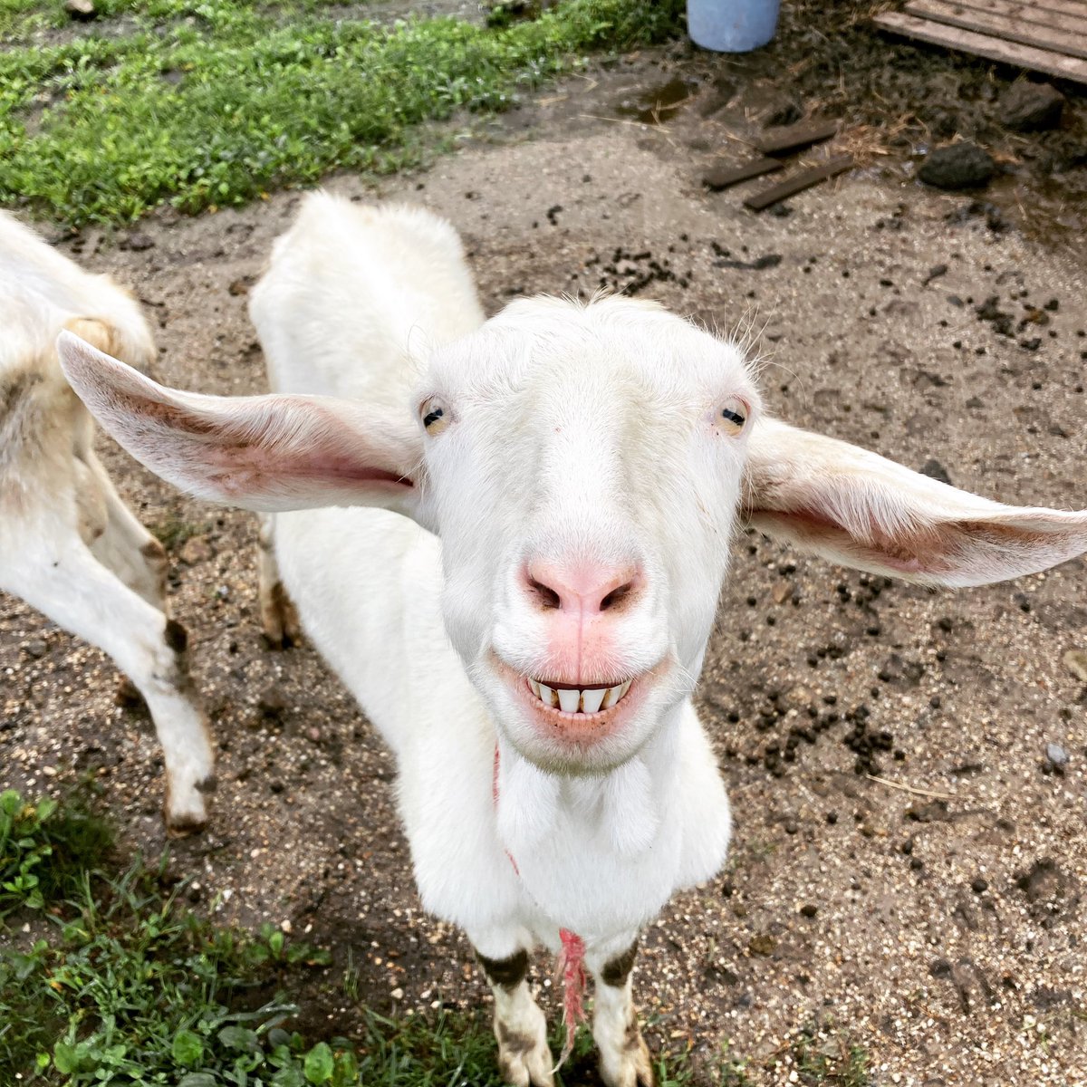 LaniGoat's tweet photo. おはようございます😃
HokuスマイルとHave a nice day💕
#goat #farm #goatcheese #cheese #chevre #smily #naturalcheese #nagano #nagiso #shinsyu #maukalanigoatfarm #ヤギ #チーズ #シェーブル #ナチュラルチーズ #ファーム #牧場 #南木曽 #信州 #マウカラニゴートファーム #笑うヤギ https://t.co/9dGEKkiZLx