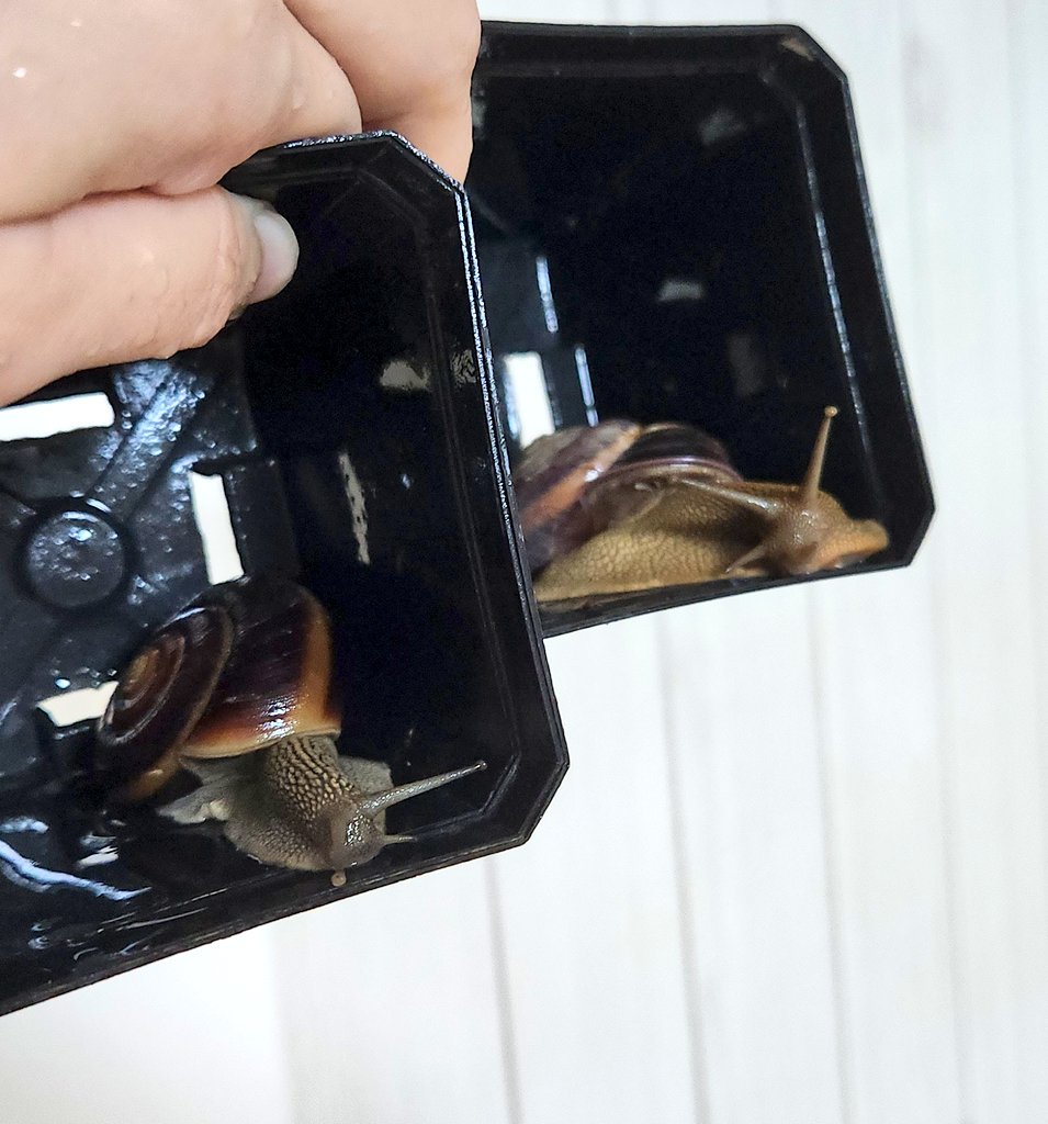 loveFISHnSNAIL's tweet photo. Snails in box (and out) https://t.co/yfWK5hatcM