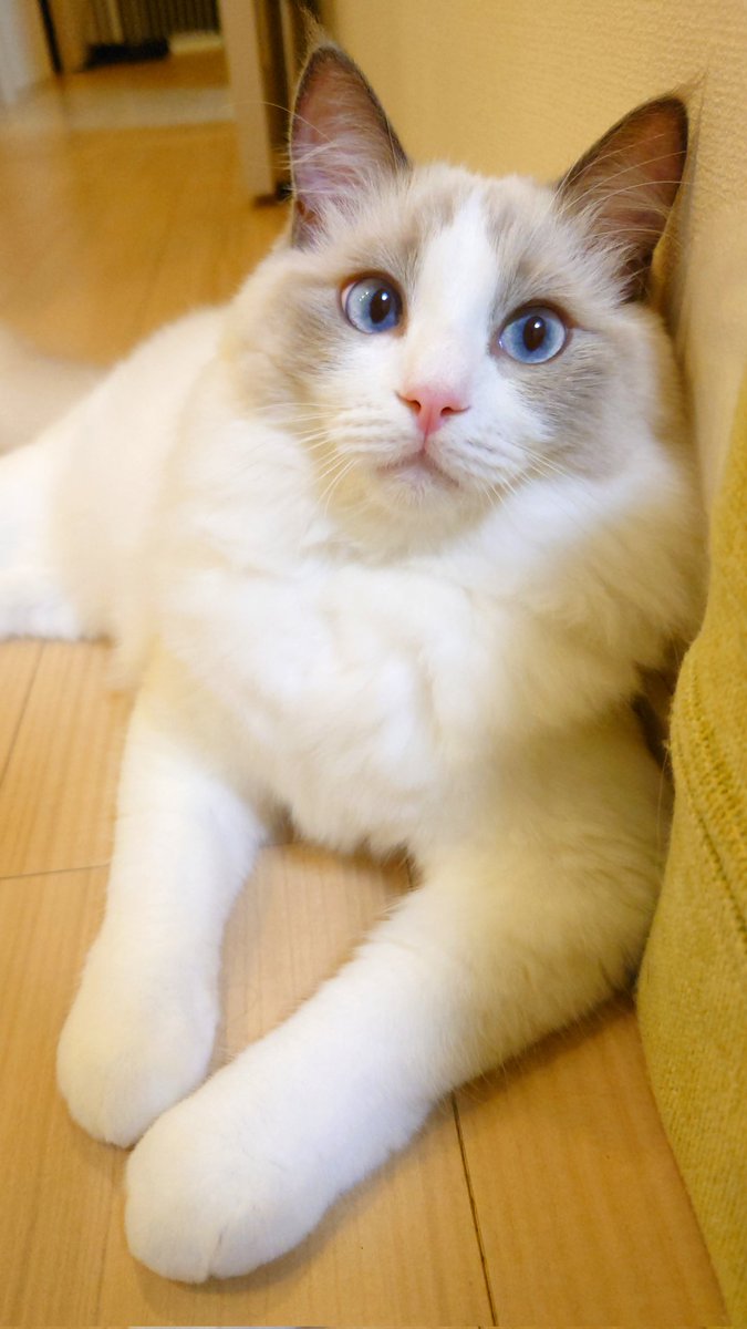 MintRagdoll's tweet photo. そろそろシャンプー…とか聞こえたけどきっと空耳だにゃん🎵

#猫 #猫のいるくらし #猫のいる幸せ #猫好きさんと繋がりたい #ラグドール #cat https://t.co/ELulzLJOpb