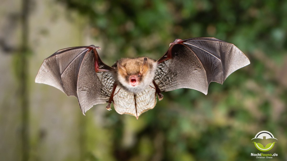 nachtfauna's tweet photo. Trapping bats for #scientific #batresearch on #hibernation timing of #Natterers and #Daubentons #bats at an important #hibernaculum in North Rhine-Westphalia by marking both species with #PITtags and continuously recording their activity automatically. https://t.co/VBViHjrjQD