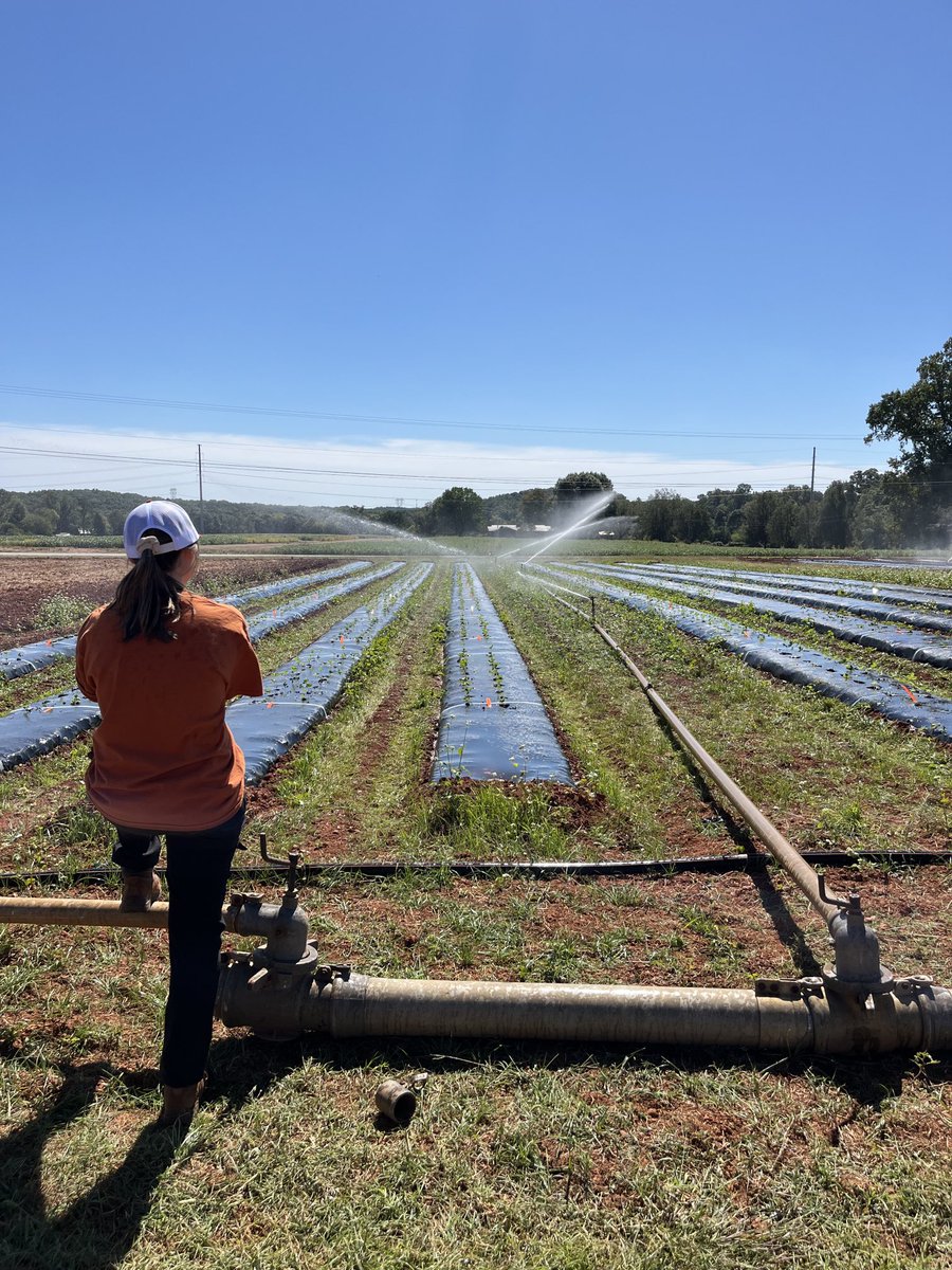 ⁦<a href="/_BriannaHaynes/">brianna ♡</a>⁩ making sure all the strawberry plants are getting water from the irrigation she helped set up. Just one of the many things a graduate student learns.