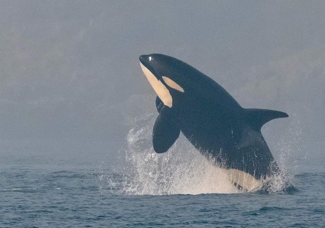 OrcaSpotlight's tweet photo. The Center for Whale Research has released the unfortunate news of two deaths in the endangered southern resident killer whale population: 28-year-old L89 Solstice and 11-year-old K44 Ripple. L89 was last seen in July of 2021 and K44 was last seen in late April of 2022 https://t.co/ij8ZplPHqp