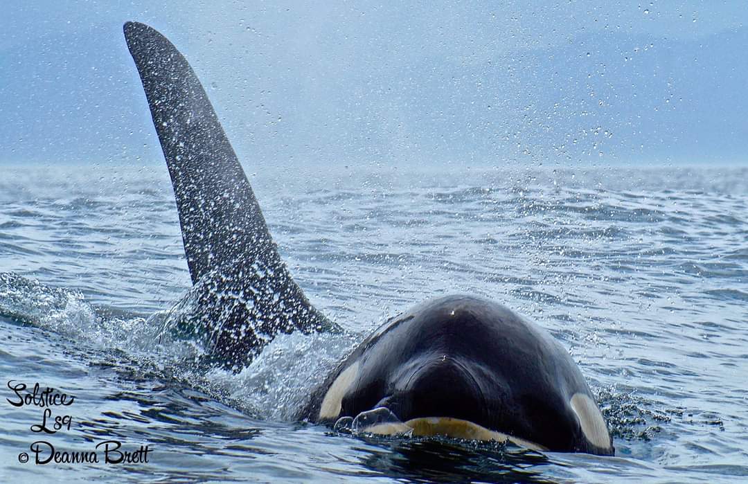 OrcaSpotlight's tweet photo. The Center for Whale Research has released the unfortunate news of two deaths in the endangered southern resident killer whale population: 28-year-old L89 Solstice and 11-year-old K44 Ripple. L89 was last seen in July of 2021 and K44 was last seen in late April of 2022 https://t.co/ij8ZplPHqp