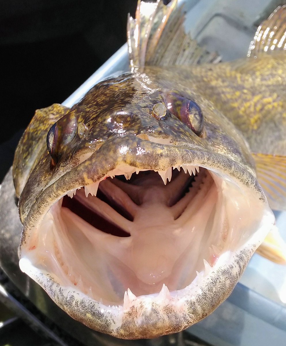 kyfisheriesc's tweet photo. Checkout the toothy smile on this #saugeye sampled at #TaylorsvilleLake. Annually, 60,000, 1.5 inch saugeye are stocked at the Van Buren Boat Ramp. Saugeye make a spring and fall run up the Salt River with the white bass. During the summer target shallow flats. https://t.co/Vv8Sf1AmFl