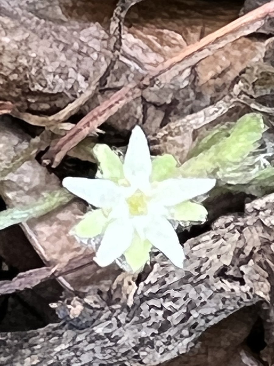 Small, delicate &amp; lovely!
Good band name?