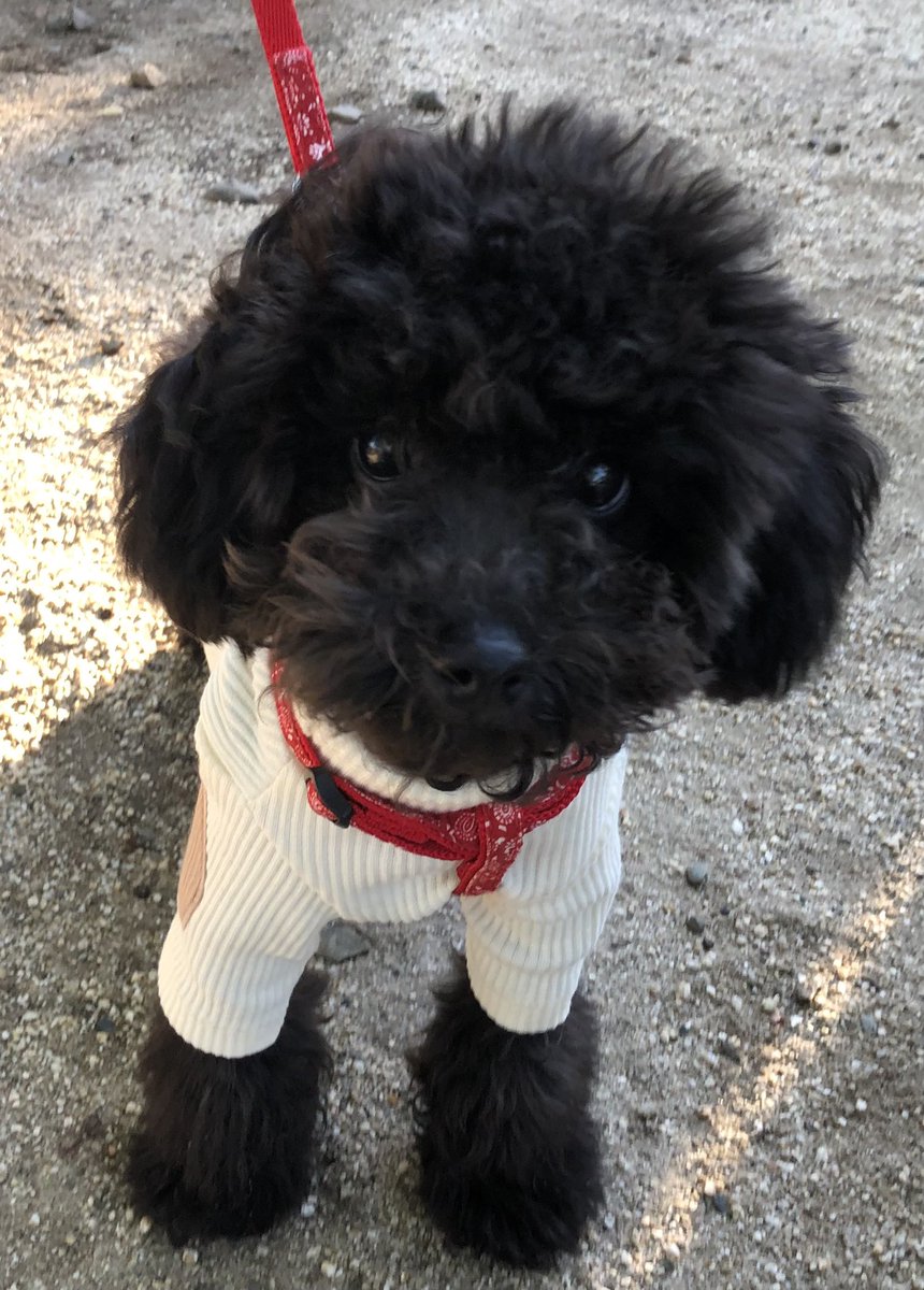 furan426's tweet photo. おはようございます😊
黒プー子犬のリルちゃんが仲間入り🎶
今日もよろしくお願いします🐶💕
#チワワ  #プードル  #愛犬　
#フランチワワ https://t.co/dbSI09LfOj